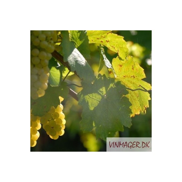 CHARDONNAY - Bundter (25 stk)