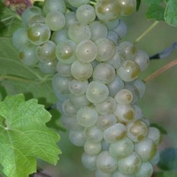 MERZLING - Styksalg