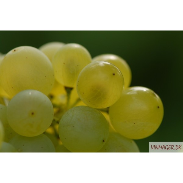 MÜELLER THURGAU - Bundter (25 stk)