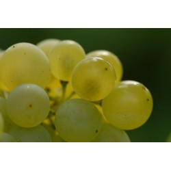MÜELLER THURGAU - Styksalg