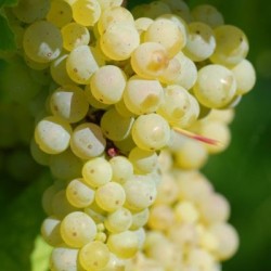 PINOT BLANC - Bundter (25 stk)