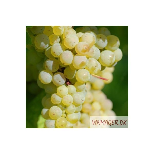 PINOT BLANC - Bundter (25 stk)