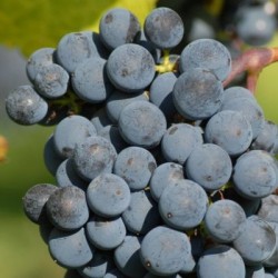 Cabernet Sauvignon   Styksalg  6 - 24 stk.