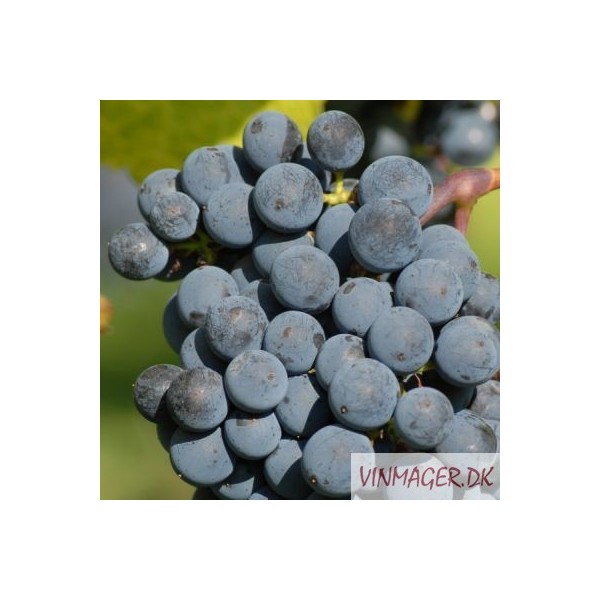 Cabernet Sauvignon   Styksalg  6 - 24 stk.