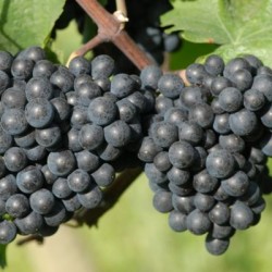 Saint Laurent. Salg i hele bundter á 25 stk.