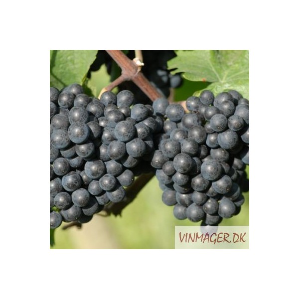 Saint Laurent. Salg i hele bundter á 25 stk.