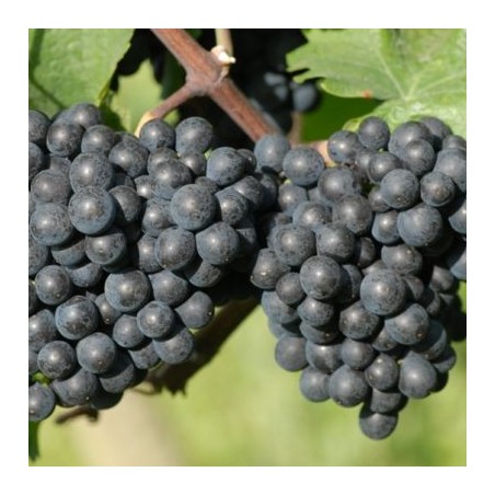 Saint Laurent. Salg i hele bundter á 25 stk.