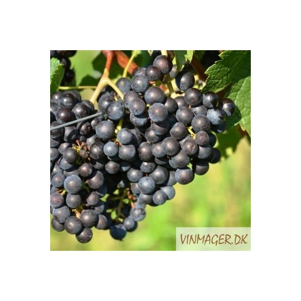 Merlot., Salg i hele bundter á 25 stk.