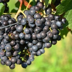 Merlot., Salg i hele bundter á 25 stk.