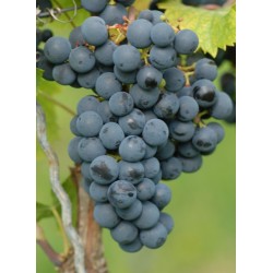 REGENT, Styksalg 1- 5 sk