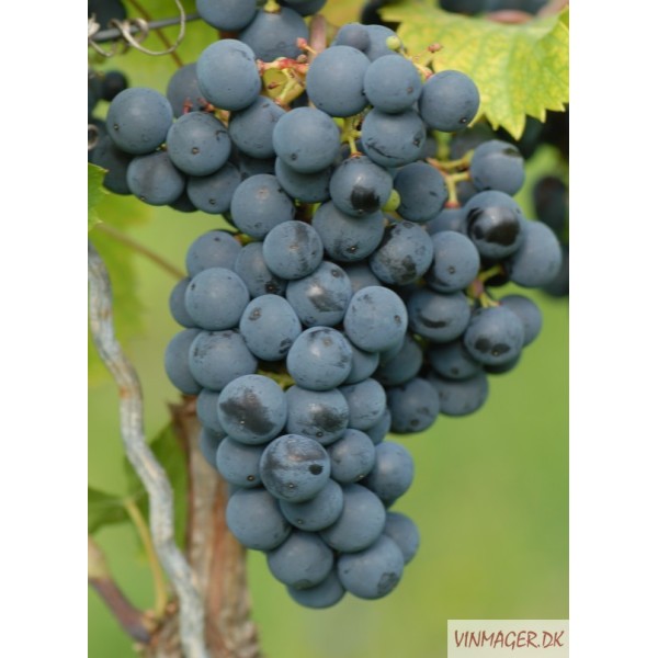 REGENT, Styksalg 1- 5 sk