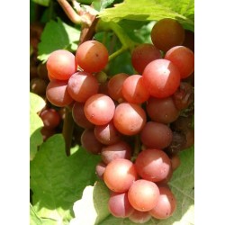 SIRIUS - Bundter (25 stk)