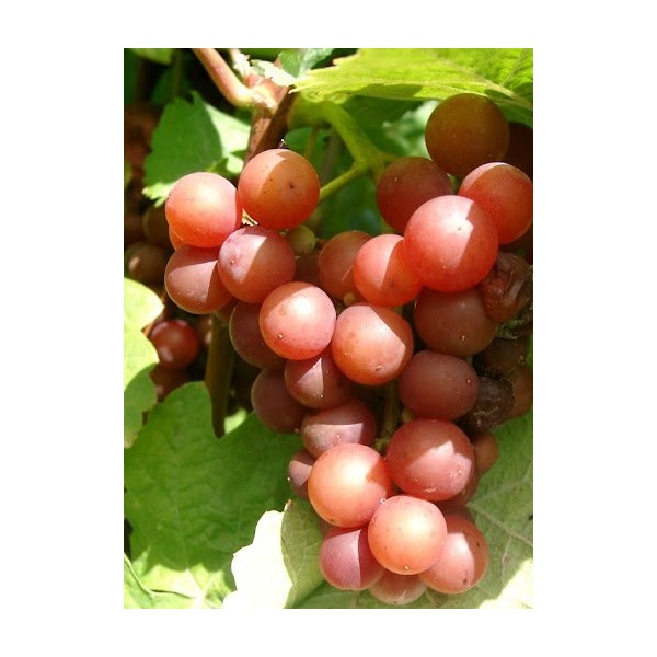 SIRIUS - Bundter (25 stk)