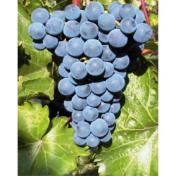 VB Cal 1-22. Salg i hele bundter á 25 stk.,