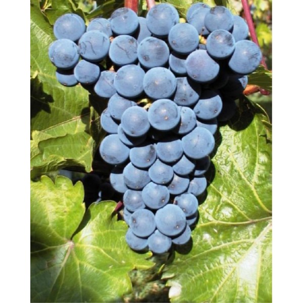 VB Cal 1-22. Salg i hele bundter á 25 stk.,