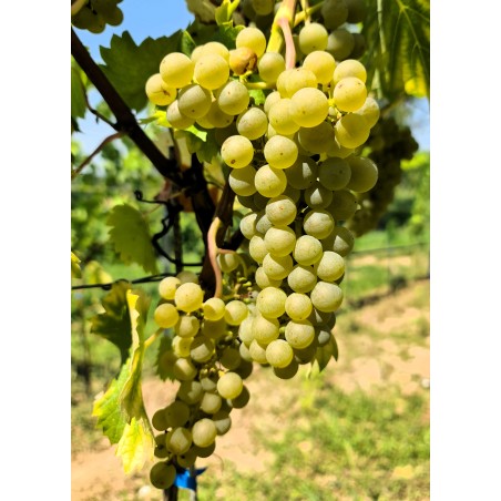 Calardis Soleil - Styksalg 1 - 5 stk