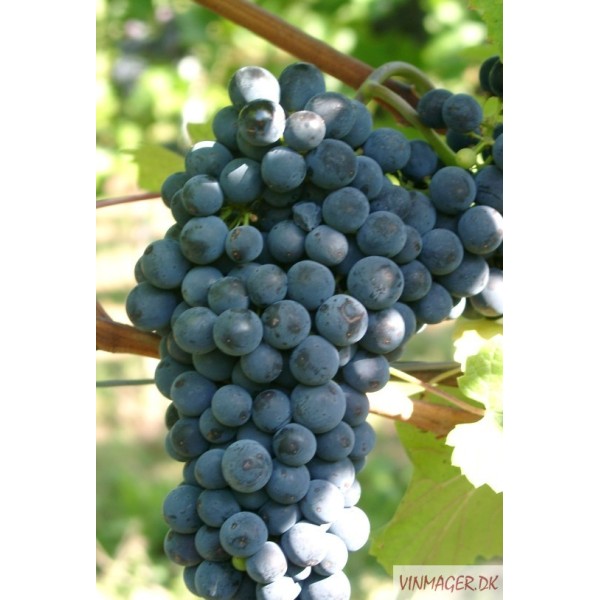 Prior,  Salg i hele bundter á 25 stk.