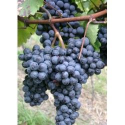 Zweigelt.  Salg i hele bundter á 25 stk.