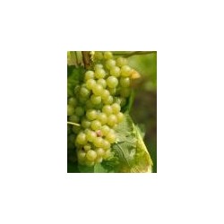 Zalas Perle - Styksalg 1-5